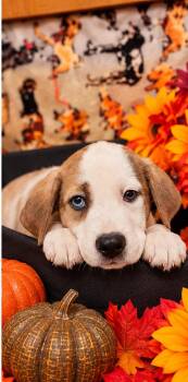 Twizzler -  Pit Bull Terrier and Labrador Retriever Dog for Adoption in Sumter, South Carolina - Twizzler | PetCurious
