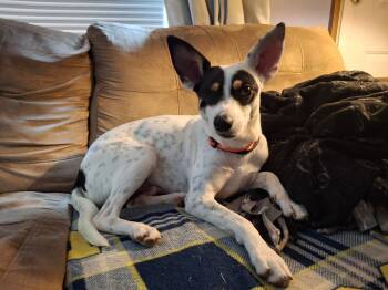 Franky -  Chihuahua and Terrier Dog for Adoption in Coldwater, Michigan - Franky | PetCurious