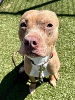 Mixed Breed Dogs Available for Adoption in Wichita, Kansas - Cloud Shaped Button | PetCurious