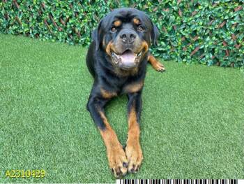 Mixed Breed Dogs Available for Adoption - ANGEL | PetCurious