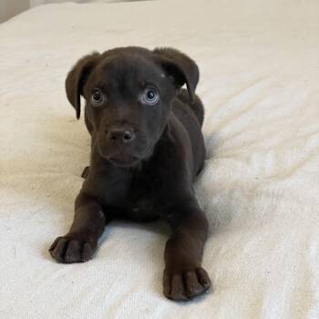 Chocolate Labrador Retriever and Labrador Retriever Dogs Available for Adoption in Burlington, North Carolina - Sweet Tate | PetCurious