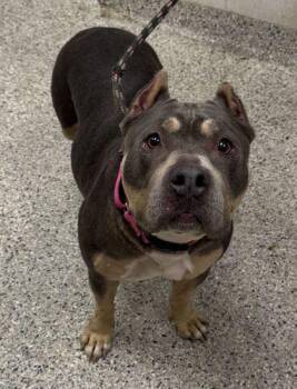GiGi -  Pit Bull Terrier and Mixed Breed Dog for Adoption in Kansas City, Missouri - GiGi | PetCurious