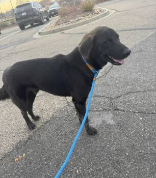 Rescue Shepherd Dogs for Adoption in Sadler, Texas - Buddy | PetCurious