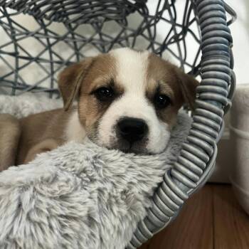 Mixed Breed Dogs Available for Adoption in Gainesville, Florida - Sapphire | PetCurious