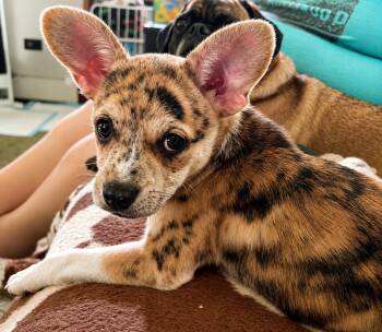 Laverne -  Mixed Breed Dog for Adoption in Kenosha, Wisconsin - Laverne | PetCurious