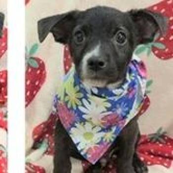 Clive Badger -  Wirehaired Terrier and Mixed Breed Dog for Adoption in Clearwater, Florida - Clive Badger | PetCurious