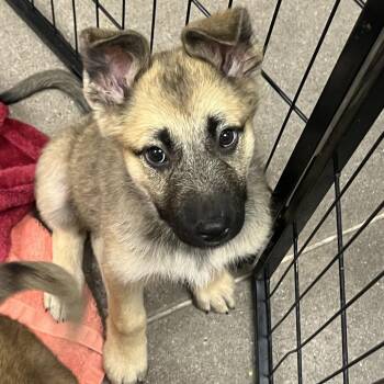 Tobago 54108 -  German Shepherd Dog and Mixed Breed Dog for Adoption in Las Vegas, Nevada - Tobago 54108 | PetCurious