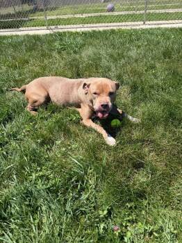 Atlas -  American Staffordshire Terrier Dog for Adoption in Pierceton, Indiana - Atlas | PetCurious