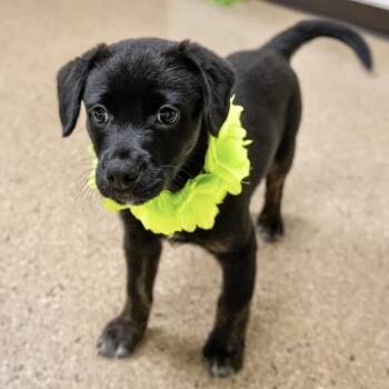 Labrador Retriever and Beagle Dogs Available for Adoption in Valparaiso, Indiana - Aruba | PetCurious