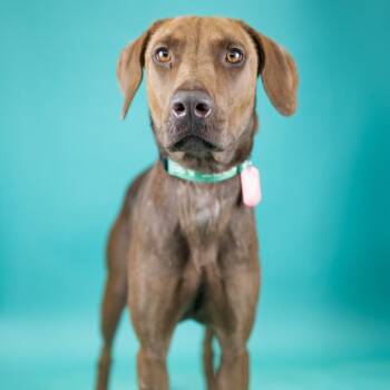 Brooke -  Mixed Breed Dog for Adoption in Portland, Oregon - Brooke | PetCurious