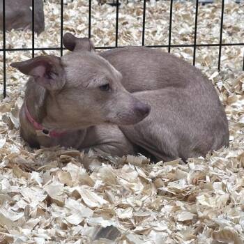 Chihuahua Dogs Available for Adoption - Madison | PetCurious