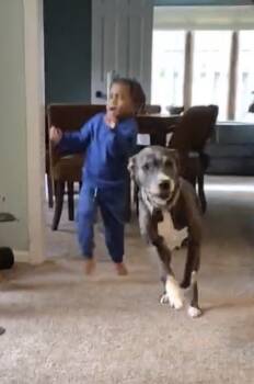 Rescue Terrier and Great Dane Dogs for Adoption in Germantown, Ohio - Valentine | PetCurious