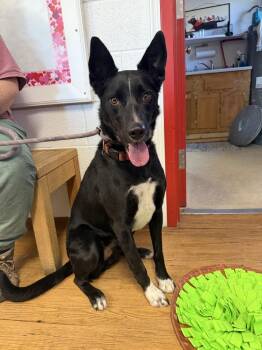 Collie and Australian Kelpie Dogs Available for Adoption - Bruno | PetCurious