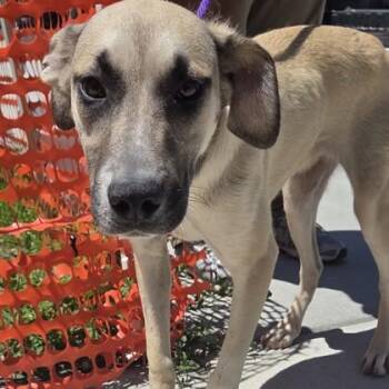 Olivia Rodrigo -  Mixed Breed Dog Available for Adoption in Voorhees Township, New Jersey - Olivia Rodrigo | PetCurious