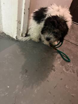 Poodle Dogs Available for Adoption in Boston, Massachusetts - BUMBLE | PetCurious