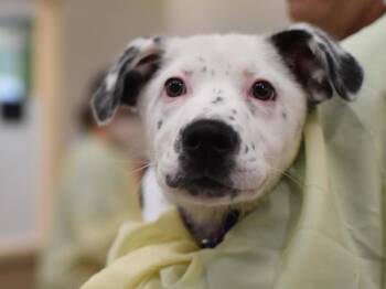 Gary -  Australian Cattle Dog Blue Heeler Dog for Adoption in Portland, Oregon - Gary | PetCurious