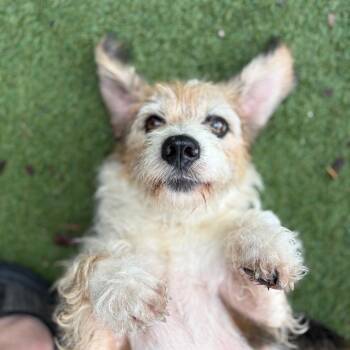 Belle -  Beagle and Mixed Breed Dog for Adoption in Port Richey, Florida - Belle | PetCurious