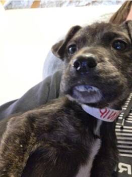 Black Labrador Retriever Dogs Available for Adoption - Turnip | PetCurious