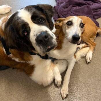 Mandy -  Saint Bernard Dog for Adoption in Mt. Juliet, Tennessee - Mandy | PetCurious
