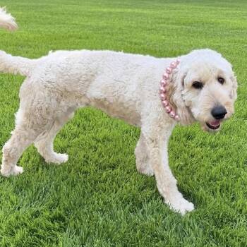 Ms. Daisy -  Standard Poodle Dog for Adoption in Las Vegas, Nevada - Ms. Daisy | PetCurious