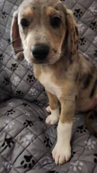 Sparkle -  Mountain Dog and Catahoula Leopard Dog Dog for Adoption in St. Augustine, Florida - Sparkle | PetCurious