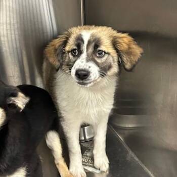 Cattle Dog and Mixed Breed Dogs Available for Adoption in Knoxville, Tennessee - Big Floof | PetCurious
