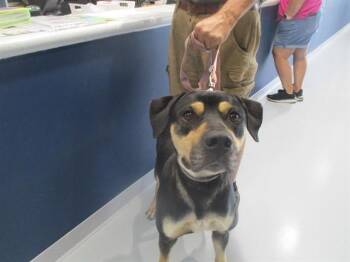 Staffordshire Bull Terrier Dogs Available for Adoption in Ocala, Florida - A382645 | PetCurious
