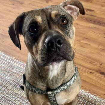 Mixed Breed and American Staffordshire Terrier Dogs Available for Adoption in Houston, Texas - SONNY! The Quiet Cuddle Bug Who Just Wants To Be Close | PetCurious