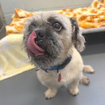 Pug and Mixed Breed Dogs Available for Adoption in Wheeling, Illinois - Scrug | PetCurious