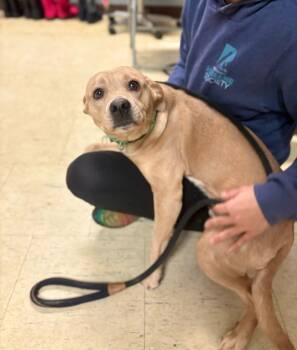 Rescue Beagle and Mixed Breed Dogs for Adoption in Chillicothe, Ohio - Ainsley | PetCurious