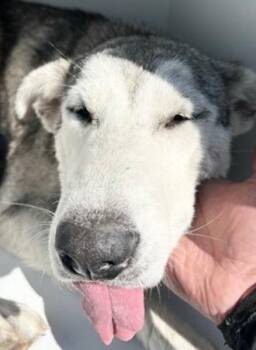Siberian Husky Dogs Available for Adoption - A650677 | PetCurious