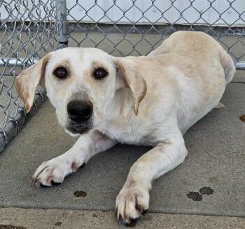Junie - URGENT -  Labrador Retriever and Dachshund Dog for Adoption in Thousand Oaks, California - Junie - URGENT | PetCurious