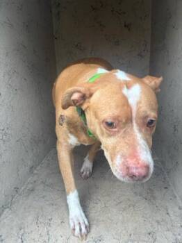 Mixed Breed Dogs Available for Adoption in West Palm Beach, Florida - PRINCESS | PetCurious