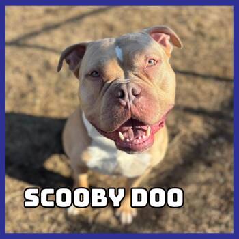 Scooby Doo -  Pit Bull Terrier Dog for Adoption in Glenwood, Minnesota - Scooby Doo | PetCurious