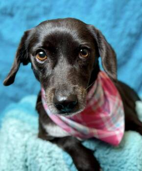 Rescue Spaniel and Beagle Dogs for Adoption in Hondo, Texas - Monet - Once Left Behind, Now Looking For Love! | PetCurious