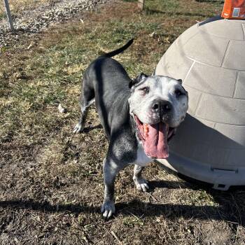 Rescue Mastiff Dogs for Adoption in Weldon, Illinois - Tiny | PetCurious