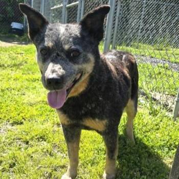 Rescue Australian Cattle Dog Blue Heeler Dogs for Adoption in Phoenixville, Pennsylvania - Gia | PetCurious