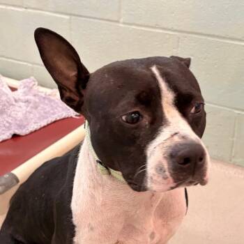 Maui -  Pit Bull Terrier and Mixed Breed Dog for Adoption in Newark, New Jersey - Maui | PetCurious
