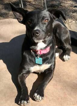Daisy -  Rat Terrier Dog for Adoption in Honeoye Falls, New York - Daisy | PetCurious