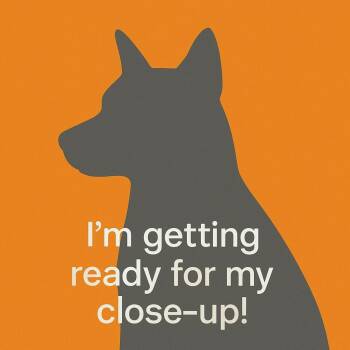 Mixed Breed and Australian Cattle Dog Blue Heeler Dogs Available for Adoption - Scooby | PetCurious