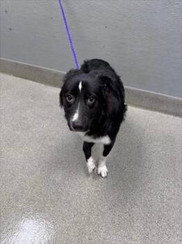 HONEY MUSTARD -  Border Collie Dog for Adoption in Las Vegas, Nevada - HONEY MUSTARD | PetCurious
