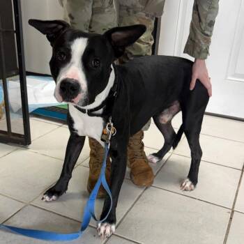 Gary Groove -  Mixed Breed Dog for Adoption in Savannah, Georgia - Gary Groove | PetCurious