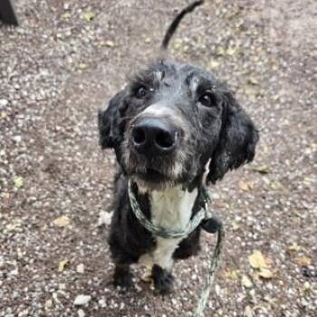 Jay -  Standard Poodle Dog for Adoption in Philadelphia, Pennsylvania - Jay | PetCurious