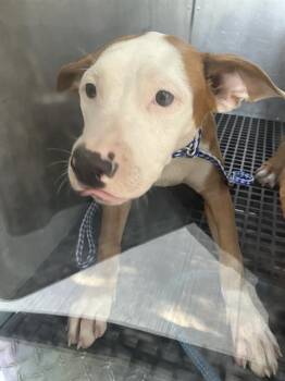 MIA -  Mixed Breed Dog for Adoption in Dallas, Texas - MIA | PetCurious