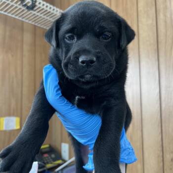 Mixed Breed Dogs Available for Adoption in Columbiana, Alabama - Sarge | PetCurious