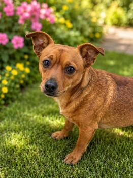 Flotsam -  Chihuahua Dog for Adoption in Chattanooga, Tennessee - Flotsam | PetCurious