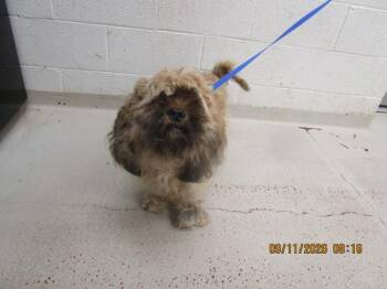 (405) -  Terrier Dog for Adoption in Marietta, Georgia - (405) | PetCurious