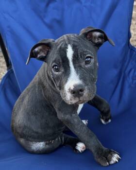 Mars Lonestar -  Terrier Dog for Adoption in Rockaway, New Jersey - Mars Lonestar | PetCurious