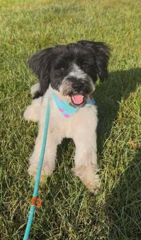 Mrs. Doubtfire -  Schnauzer and Poodle Dog for Adoption in Wayne, New Jersey - Mrs. Doubtfire | PetCurious
