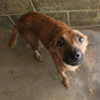 Brietta -  Mixed Breed Dog for Adoption in Valley, Alabama - Brietta | PetCurious